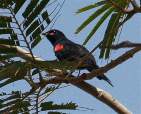 Red Shouldered cuckoo Shrike Trejaru Gambia